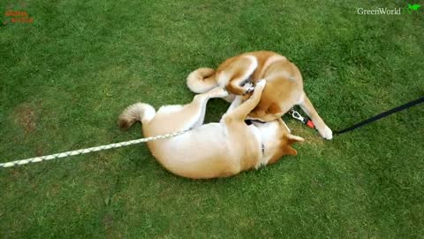 THE SHIBA INU - THE SCREAMING DOG OF JAPAN