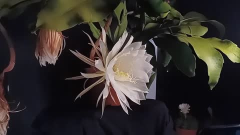 曇花綻開 Queen of the night flower（Epiphyllum）