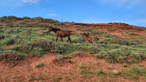 HORSE GRAZING