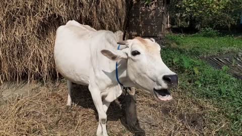 Cow Mooing In A Rural Village Area _ Eight Cow Voice Sound Once By Once In Our Village