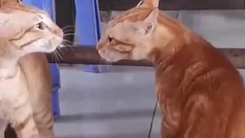 Two cats fighting fanny moment and reaction.. #viral #rumble #rumblevideos #CNJ