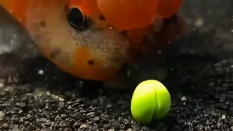 🐟 Funny | Goldfish's Pea vs. Gravel Adventure | FunFM