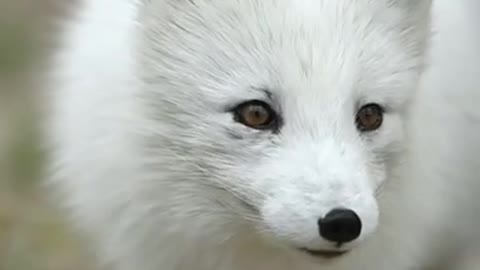 BeautifulArcticFox