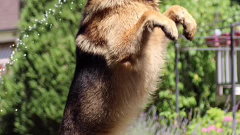 Dogs can hear much better than humans.