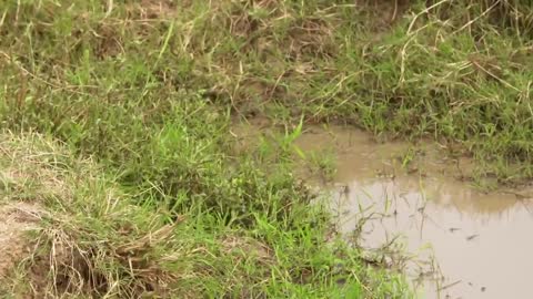 Hunting and being hunted in Kenya's Masai Mara