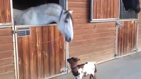 Baby goat tries to head butt adult horse