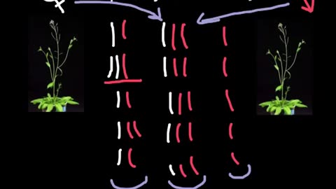 Triploidy or Trisomy what is the difference?