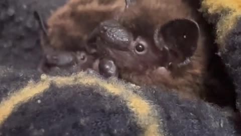 For y’all requesting more micro bats