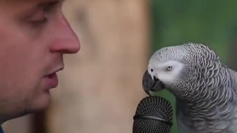 Smartest parrot ever - very cute parrot