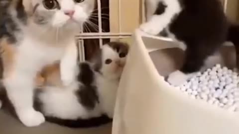 newest video of cats doing funny 2023😂