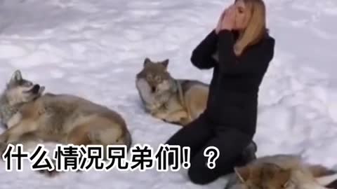 The woman barked at three sleeping wolves.