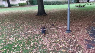 Mini Dachshund Fetches Huge Stick