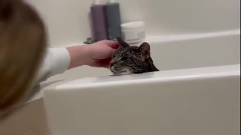 Cat Refused to Get Out from the Tub Funny Cat