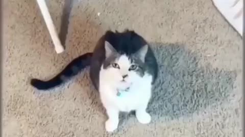 Cat thinking to be picked up