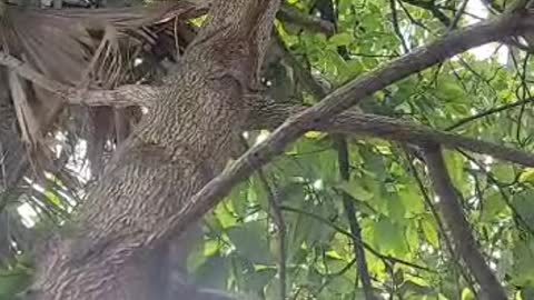 Kitty Suddenly Jumps from Tree to Owner