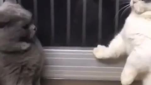 cat fight with duck