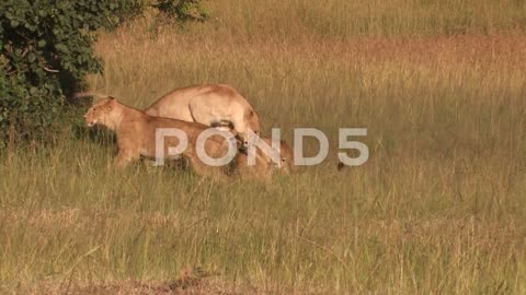 Playful lions