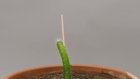 113 Days In 33 Seconds - Dragon Fruit Cactus