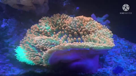 Actiniaria - HẢI QUỲ | NANO REEF 360