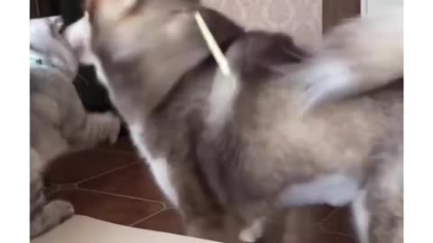 Cat slaps Dog