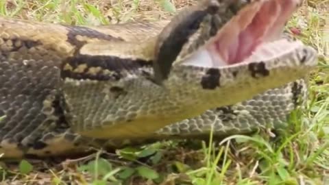 6 ft snake Attacks #snake Attack