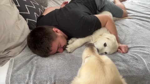 Jealous Golden Retriever Reaction to Human Dad with Another Puppy