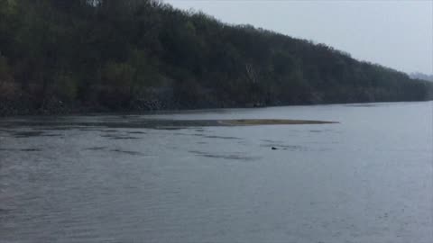 A Beaver Enjoys an Evening Swim