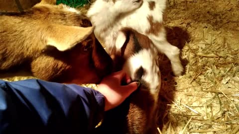 Dusty & Her POLLED BLUE EYED Triplets Update/Nigerian Dwarf Doe With Her Doelings & Buckling