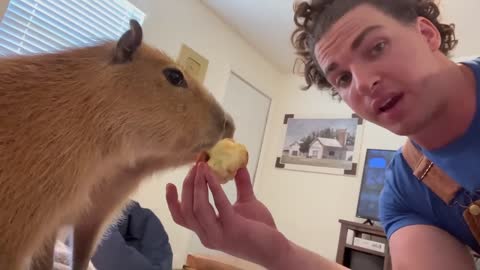 Capybara vs Piglet (Quandale Dingle Dies)2