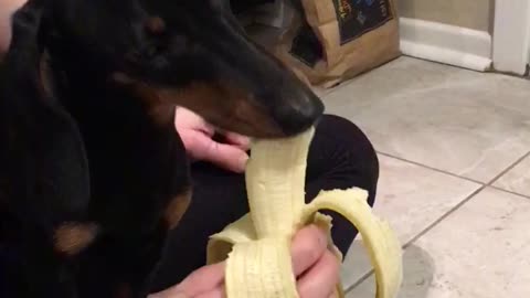 Going bananas for bananas