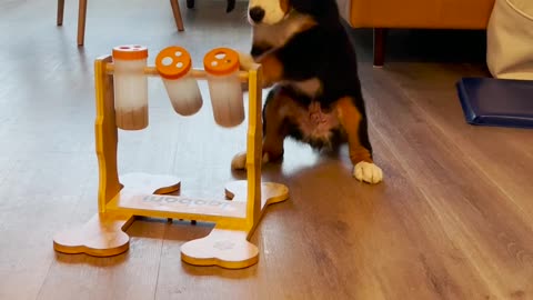 Hungry Puppy Mastering His Puzzle Feeder