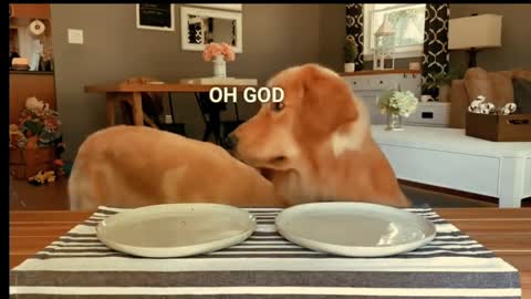 Dog Reviews food with Girlfriend