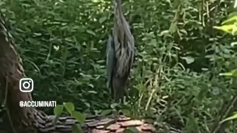 A great blue heron bird caught sitting on a branch in the middle of the Blue Ridge Mountains