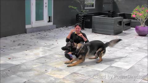 Guard Dog Training Step by Step!