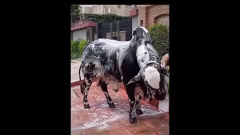 how to Bath your pets | cows care | cow enjoing