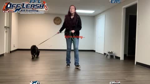 8 Year Old BLIND Old English Bulldog | Blind Dog Training Atlanta, Georgia