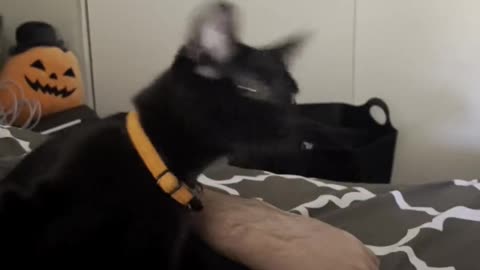 Black Cat Shakes His Head