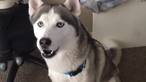 Siberian Husky speaking