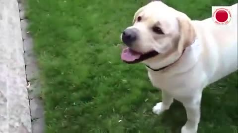 Dogs Barking Sounds Angry/Funny Dog Barking Videos Compilation