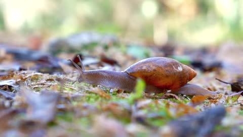 Free Snail Stock Video Footage