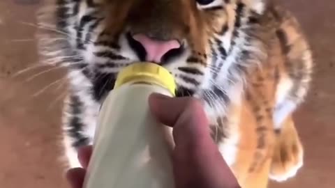 #AdorableBabyTiger #BabyDrinkingMilk #AnimalLove #FunnyPets #LOL #Animals #PetMP4