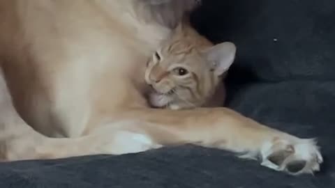 Golden Retriever Attempts to Hide her Cat Brother