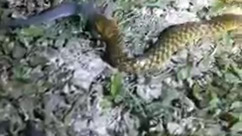 Snake caught fish eating