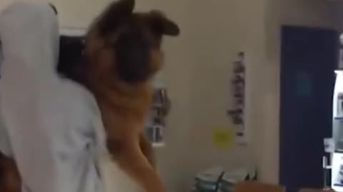 Dog's trip to the Vet 🐶 TRY NOT TO LAUGH - #animals #funnyfails #funnyvideo #humor #fails