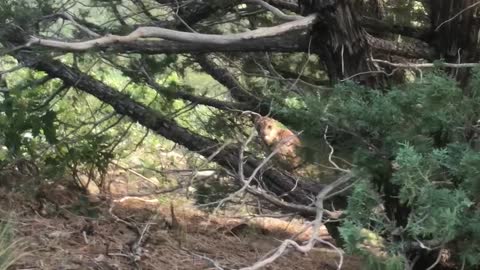 Hunter and Cougar Hunting Elk Have Close Encounter