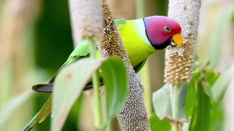 Parrot taking food.