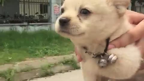 Puppy on motorbike paddles through the air