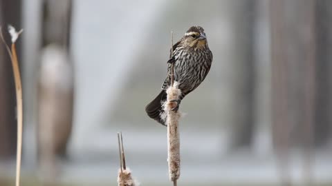 BEAUTIFUL SINGING BIRD