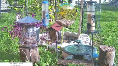 Florida Bird Feeder SWFL Live Camera HD