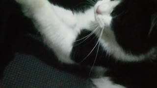 Kitten massage